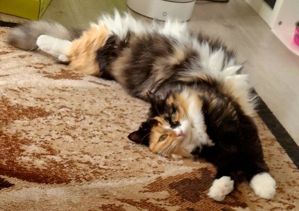 Kissanpäivä ja David Teien musiikin&nbsp;taika